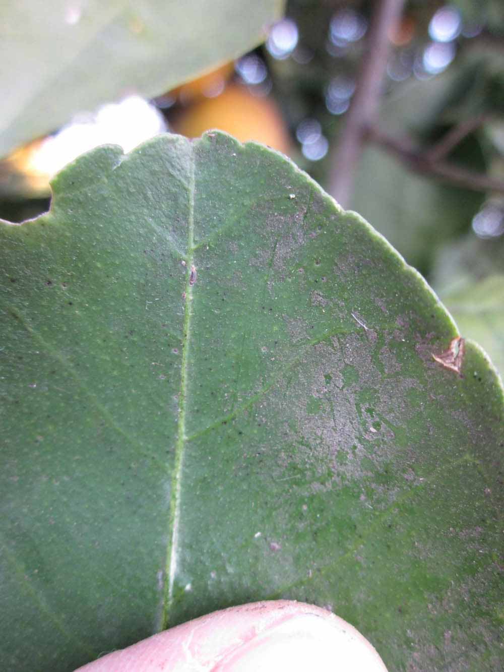              Margin (Winter Haven, FL)       